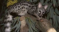 Ako sa cywesters podieľajú na výrobe najdrahšej kávy na svete?