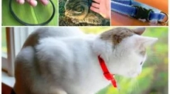 Ako koná golier z blcha pre mačky