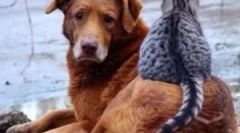 Ako kvapky z blcha na hmyz