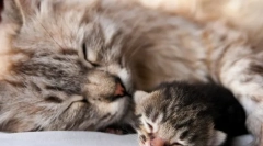 Ako dlho mačka rodí?