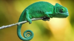 Ako chameleon mení farbu?