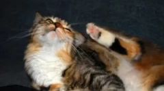 Ako a čo priniesť blchy z domácej mačky?