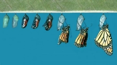 Ako sa objaví motýľ z húsenice?