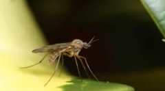 Ako komáre nájdu osobu v tme?