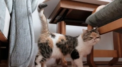 Ako územie cat marks