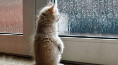Ako mačka predpovedá počasie