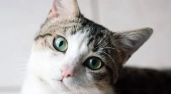 Ako mačka vidí svet