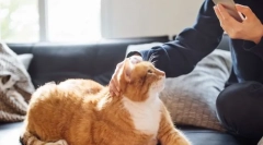 Ako mačka ovplyvňuje osobu