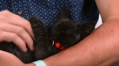 Ako si mačka vyberie majstra?