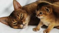 Ako sa mačka stará o jeho potomstvo?