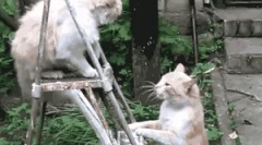 Ako je mačka chránená pred nepriateľmi?