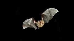 Ako sú netopiere orientované v tme?