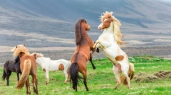 Ako sa koni chránia pred páchateľmi?