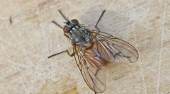 Ako lietajú na strop