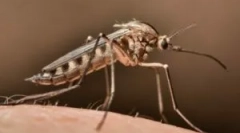 Ako nájsť komár v miestnosti?