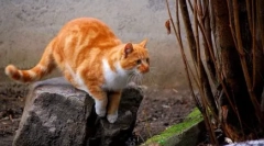 Ako nájsť chýbajúcu mačku