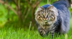 Ako nájsť mačku blázna?