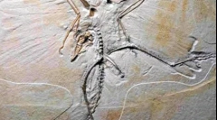 Ako sa našli dinosaury?