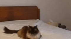 Ako komunikujú mačky