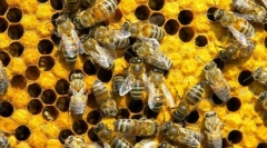 Ako komunikovať včely