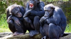 Ako môžu zvieratá komunikovať medzi sebou?