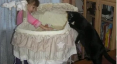 Ako sa mačka vezme na novorodenca