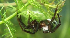 Ako pavúk-strieborné dýchanie pod vodou?