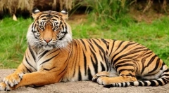 Ako sa predátori a bylinice líšia vzhľadu?