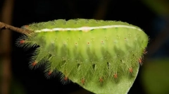 Ako prehľadávané mukanevoon caterpillars?