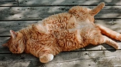 Ako sa mačka potí?