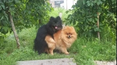 Ako je prvýkrát pletenie psov: ako pomôcť domácim zvieratám