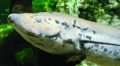 Ako stratí protosty sucha?