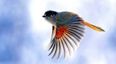 Ako vtáky lietajú?