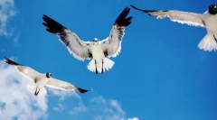 Ako vtáky orientované vo vzduchu?