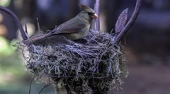 Ako vtáky stavať hniezda?