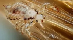 Ako sa množiť, rozvíjať a prejsť