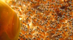 Ako chybné plemená rýb