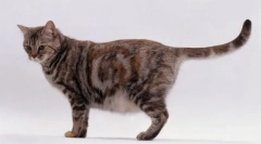 Ako prvýkrát porovnáva mačku