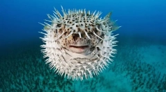 Ako sú ryby chránené