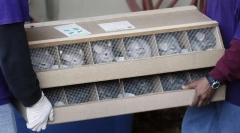 Ako chinchillas sa stali doma