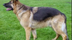 Ako psi rozlišujú farby?