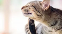 Ako koexistické chyby a domáce zvieratá?