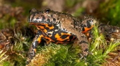 Ako sú spasení od nepriateľov gerlyka?