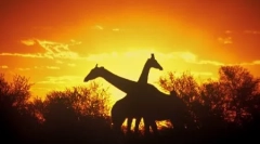 Ako sa zvieratá spí?