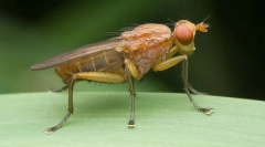 Ako tennica bojuje s slimákmi?