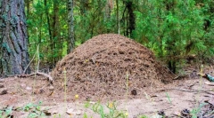 Ako je anthill usporiadaný?
