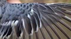 Ako je usporiadané perie?