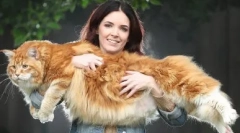 Ako sú mačky usporiadané: zaujímavé fakty o vonkajšej a vnútornej štruktúre týchto zvierat