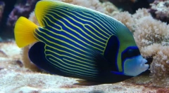 Ako sa správa voda-cisári vo vode?