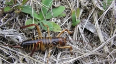 Ako sa vetra uložia z chladu?